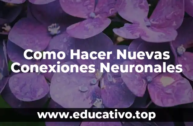 Como Hacer Nuevas Conexiones Neuronales