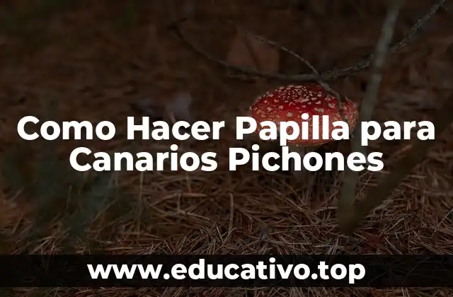 Como Hacer Papilla para Canarios Pichones