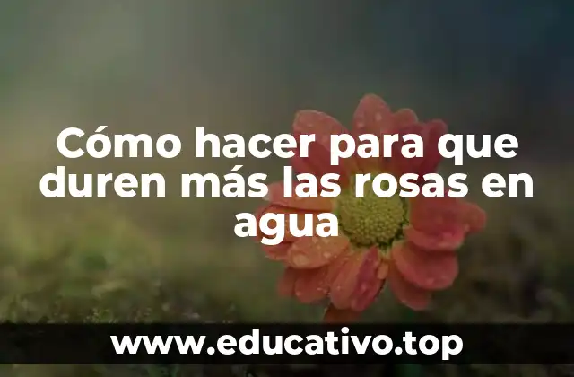 Cómo hacer para que duren más las rosas en agua