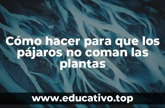 Cómo hacer para que los pájaros no coman las plantas