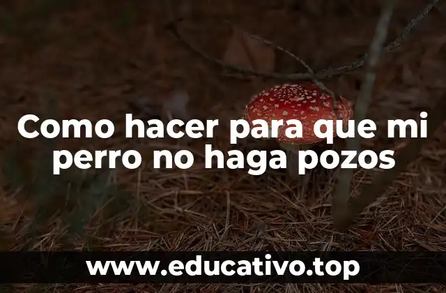 Como hacer para que mi perro no haga pozos