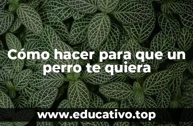 Cómo hacer para que un perro te quiera