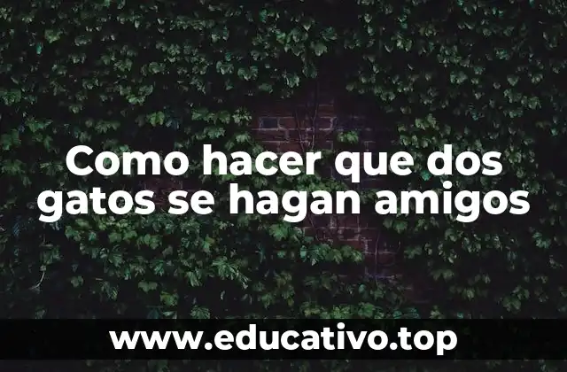 Como hacer que dos gatos se hagan amigos