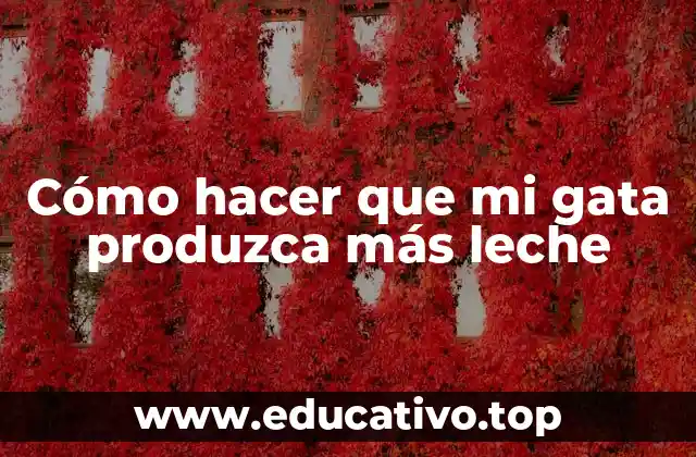 Cómo hacer que mi gata produzca más leche