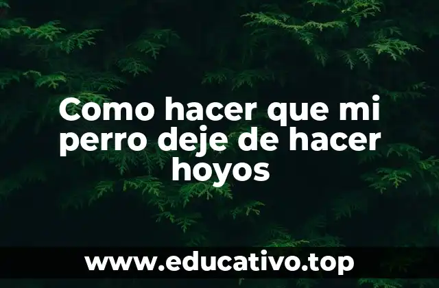 Como hacer que mi perro deje de hacer hoyos