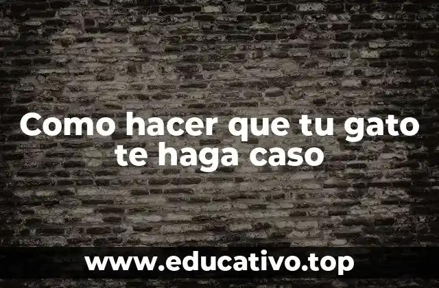 Como hacer que tu gato te haga caso