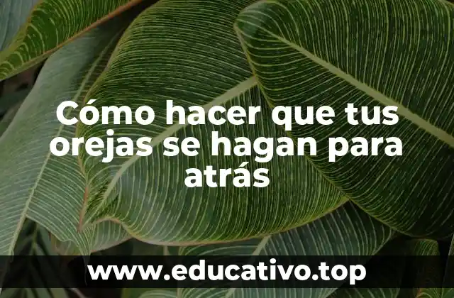 Cómo hacer que tus orejas se hagan para atrás