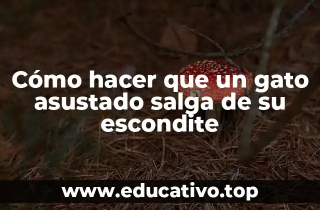 Cómo hacer que un gato asustado salga de su escondite