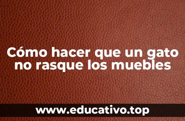 Cómo hacer que un gato no rasque los muebles