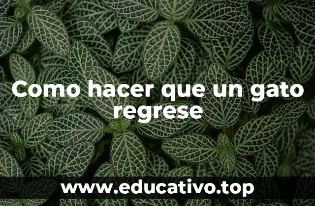 Como hacer que un gato regrese