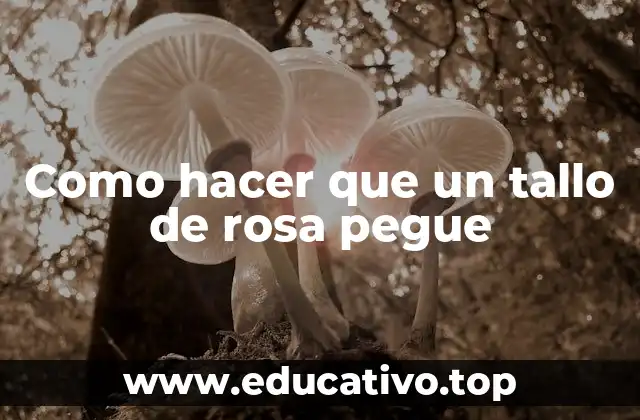 Como hacer que un tallo de rosa pegue