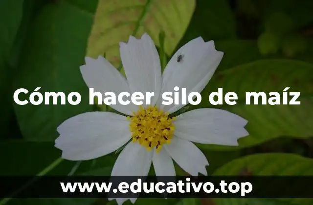 Cómo hacer silo de maíz