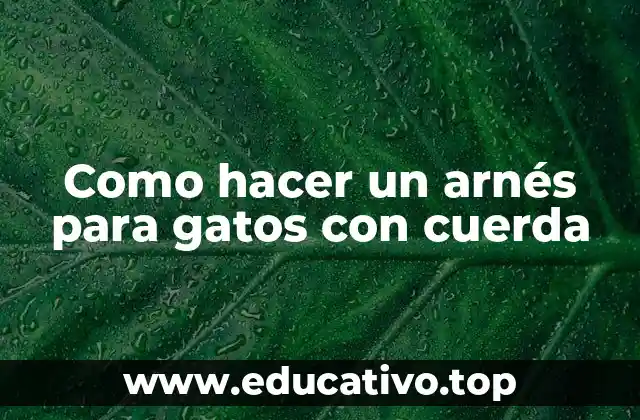 Como hacer un arnés para gatos con cuerda