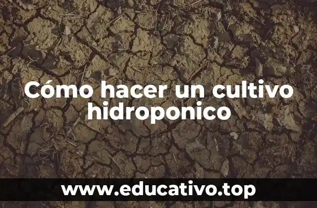 Cómo hacer un cultivo hidroponico