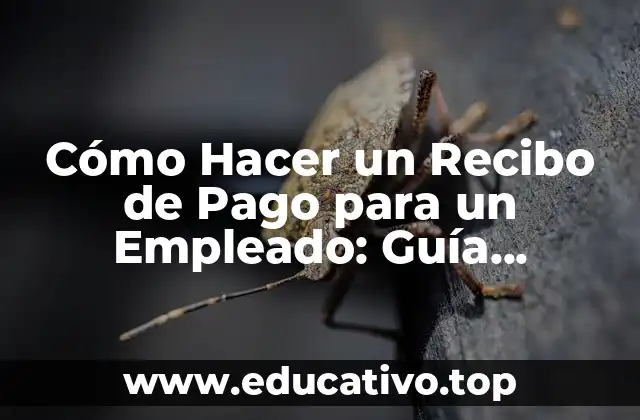 Cómo Hacer un Recibo de Pago para un Empleado: Guía Detallada