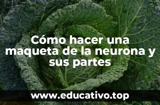 Cómo hacer una maqueta de la neurona y sus partes