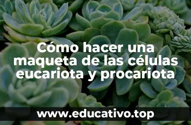 Cómo hacer una maqueta de las células eucariota y procariota