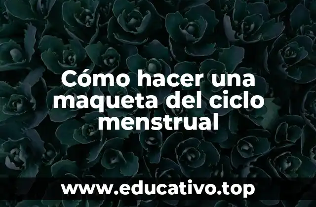 Cómo hacer una maqueta del ciclo menstrual