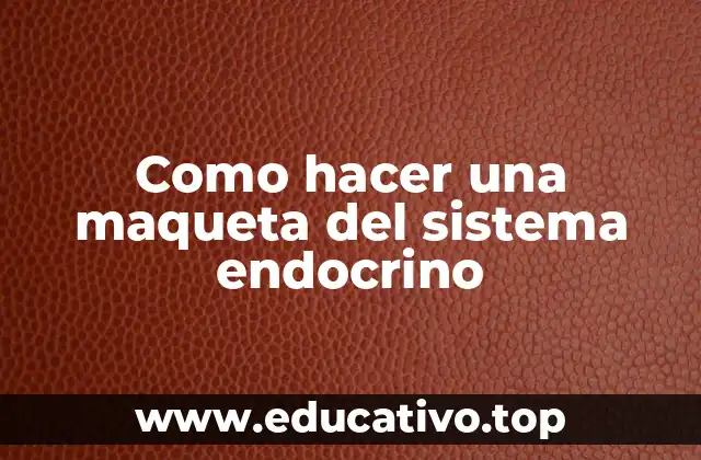 Como hacer una maqueta del sistema endocrino