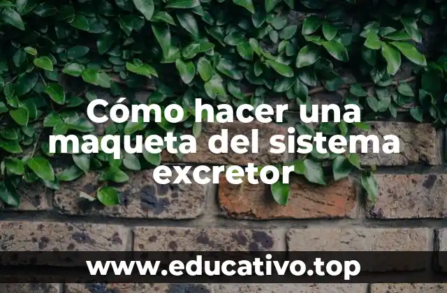 Cómo hacer una maqueta del sistema excretor