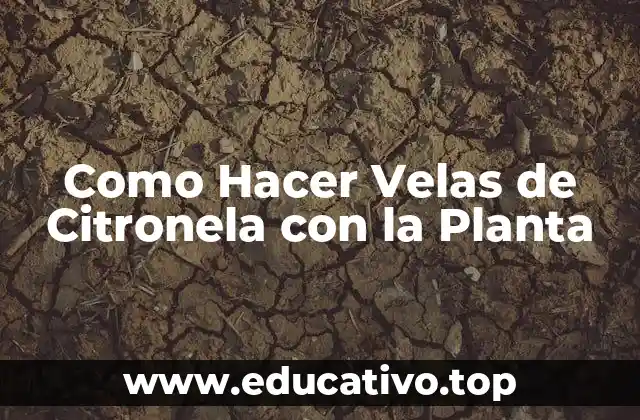 Como Hacer Velas de Citronela con la Planta