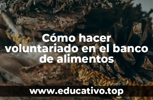 Cómo hacer voluntariado en el banco de alimentos
