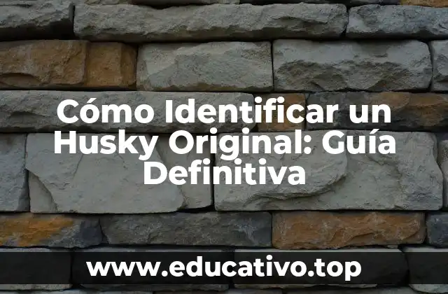 Cómo Identificar un Husky Original: Guía Definitiva