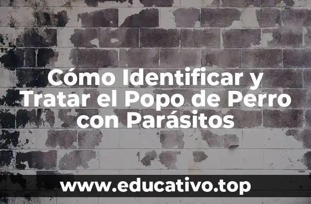 Cómo Identificar y Tratar el Popo de Perro con Parásitos
