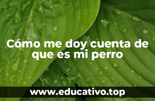 Cómo reconocer a tu perro sin mencionar directamente su nombre