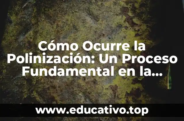 Cómo Ocurre la Polinización: Un Proceso Fundamental en la Naturaleza