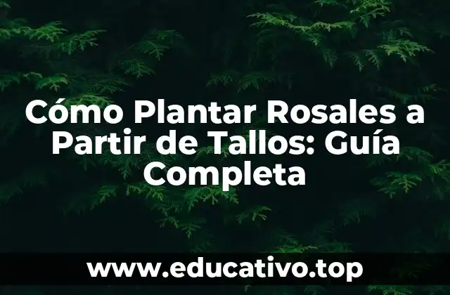 Cómo Plantar Rosales a Partir de Tallos: Guía Completa