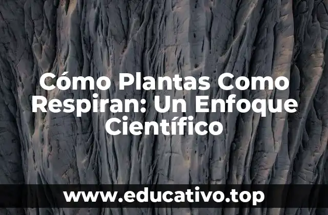 Cómo Plantas Como Respiran: Un Enfoque Científico
