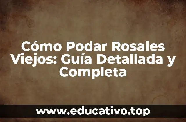 Cómo Podar Rosales Viejos: Guía Detallada y Completa