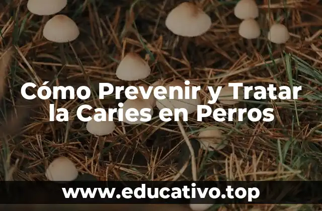Cómo Prevenir y Tratar la Caries en Perros