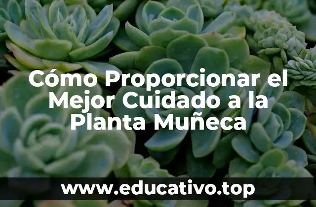 Cómo Proporcionar el Mejor Cuidado a la Planta Muñeca