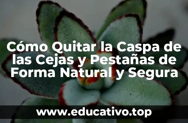 Cómo Quitar la Caspa de las Cejas y Pestañas de Forma Natural y Segura