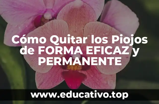 Cómo Quitar los Piojos de FORMA EFICAZ y PERMANENTE