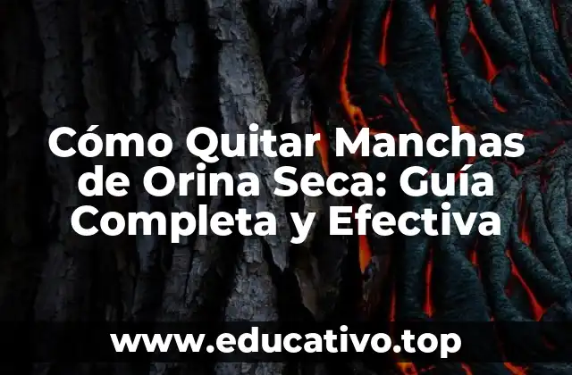 Cómo Quitar Manchas de Orina Seca: Guía Completa y Efectiva