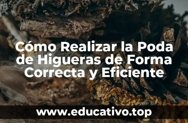 Cómo Realizar la Poda de Higueras de Forma Correcta y Eficiente