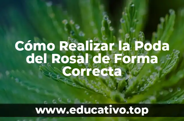 Cómo Realizar la Poda del Rosal de Forma Correcta