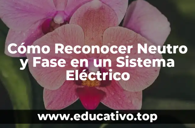 Cómo Reconocer Neutro y Fase en un Sistema Eléctrico