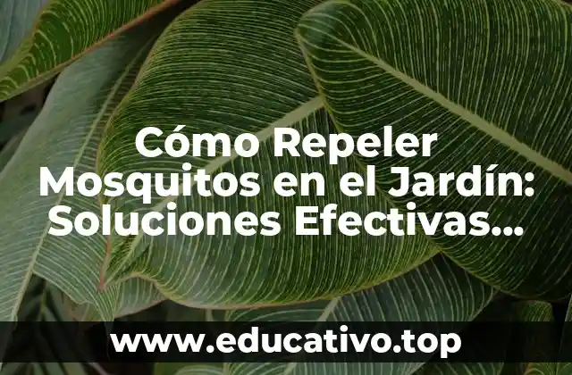 Cómo Repeler Mosquitos en el Jardín: Soluciones Efectivas para un Ambiente Libre de Picaduras