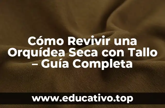 Cómo Revivir una Orquídea Seca con Tallo – Guía Completa