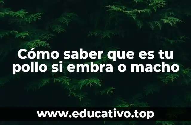 Cómo saber que es tu pollo si embra o macho