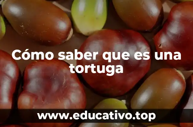 Cómo saber que es una tortuga