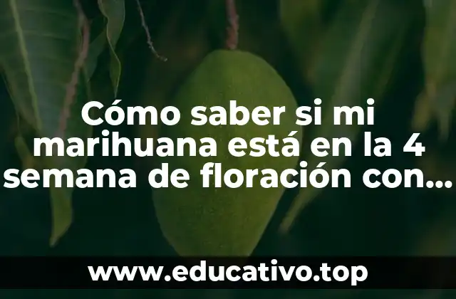 Cómo saber si mi marihuana está en la 4 semana de floración con hojas amarillas
