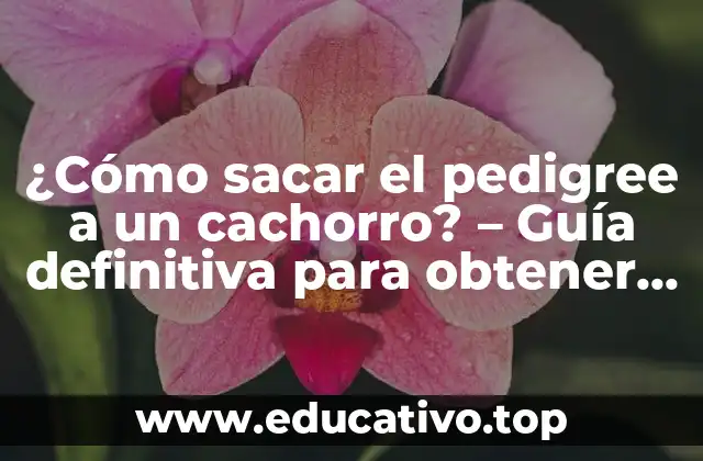 ¿Cómo sacar el pedigree a un cachorro? – Guía definitiva para obtener la documentación de tu mascota