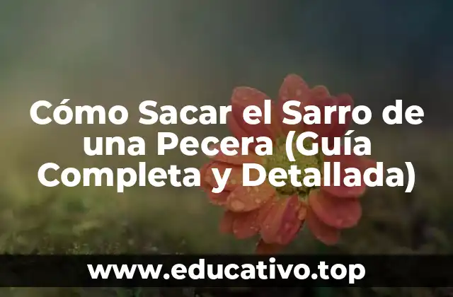 Cómo Sacar el Sarro de una Pecera (Guía Completa y Detallada)