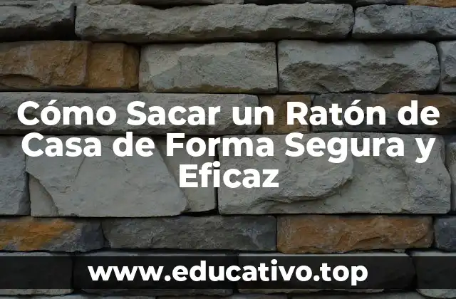 Cómo Sacar un Ratón de Casa de Forma Segura y Eficaz