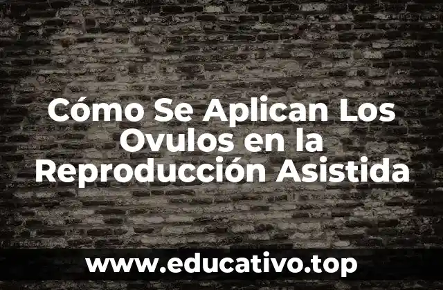 Cómo Se Aplican Los Ovulos en la Reproducción Asistida